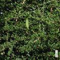 Parmentiera edulis